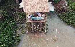 Đàn cá tự nhiên hàng ngàn con 'nương tựa' trước nhà người dân ở An Giang