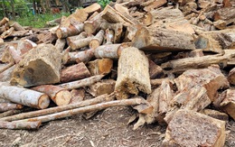 Hàng trăm cây gỗ rừng tự nhiên bị chặt hạ la liệt