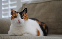 Tại sao 99,99% mèo tam thể luôn là mèo cái?