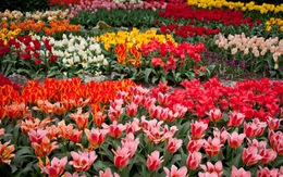 Cùng Vietravel đến Hà Lan khi mùa hoa Tulip đẹp nhất