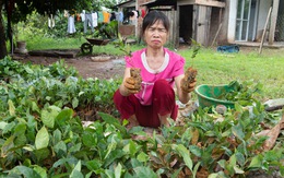 Huyện cấp giống cà phê khiến nông dân... mếu máo