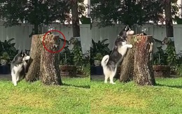 Husky bị sóc biến thành trò hề khi chơi trò rượt bắt