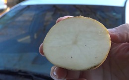 Vì sao người lái xe cần khoai tây?