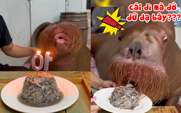 Phản ứng hài hước của hải cẩu sau khi thổi nến sinh nhật