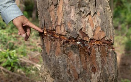 Hàng chục cây thông ở Khe Sanh bị cắt gốc đến chết