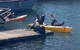 Cặp đôi ngã úp thuyền vì sợ hải cẩu