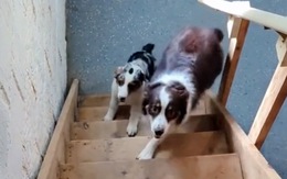 Chú chó ngáo ngơ được đồng bọn chỉ dạy cách leo cầu thang