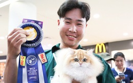 Cuộc thi 'nhan sắc' dành cho mèo giống tại TP.HCM