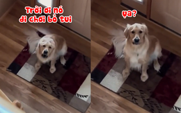 Phản ứng hài hước của chú chó khi biết mình trách nhầm chủ