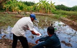 TP.HCM: Mỗi năm giảm 1.000ha đất nông nghiệp