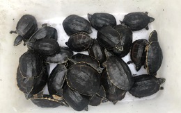 Người đàn ông vô khu bảo tồn vườn quốc gia đặt bẫy, bắt 41 con rùa quý hiếm