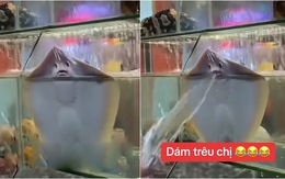 Video hài nhất tuần qua: Cá đuối phun nước vào khách khi bị trêu