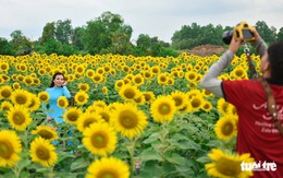 Đề xuất trồng cánh đồng hoa hướng dương bên bờ sông Sài Gòn phía Thủ Thiêm