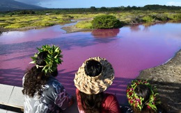 Bí ẩn ao nước chuyển màu hồng ở Hawaii
