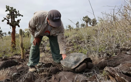 Thế giới sẽ mất loài rùa khổng lồ Galapagos vì con người xả rác?