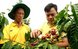 NPK Cà Mau – Giải pháp cho cây sầu riêng, cà phê sau thu hoạch