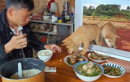 Chàng trai ngơ ngác khi hai chú chó 'trong tivi' ăn mất đĩa cá