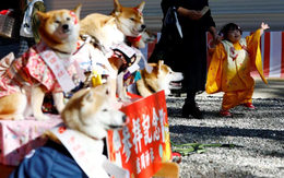 Người Nhật mang thú cưng mặc kimono lên đền nhận phước lành