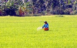 Hàm lượng cadimi trong phân DAP Hàn Quốc: Mòn mỏi chờ kết quả kiểm tra