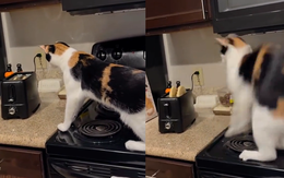 Chú mèo hú hồn với máy nướng bánh