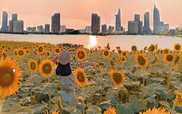 Ngắm phác thảo cánh đồng hoa hướng dương bên bờ sông Sài Gòn