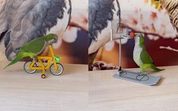Chú chim biểu diễn chạy xe đạp, chơi bóng rổ siêu đỉnh