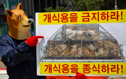 Phản đối cấm thịt chó, nông dân Hàn Quốc dọa thả chó gần văn phòng tổng thống
