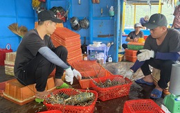 Trung Quốc ngừng nhập khẩu tôm hùm bông: Gỡ vướng thế nào?