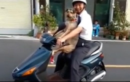 Chú chó nhảy lên xe máy ngồi chuyên nghiệp