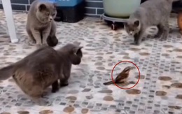 Chim giả vờ hóa đá khi bị đàn mèo bao vây