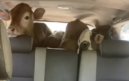 Dùng Toyota Innova chở… 4 con bò trong cốp
