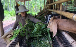 Hỗ trợ vốn không lãi suất cho 40 hộ nông dân khó khăn ở Đồng Nai