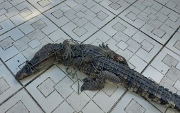 Bắt thêm một con cá sấu sổng chuồng ra ngoài từ công viên ở Kiên Giang