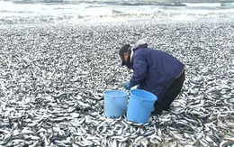 1.000 tấn cá chết dạt vào bờ biển Nhật Bản