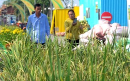 Về Vị Thanh xem triển lãm Hành trình ngàn năm lúa gạo Việt