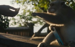 Video: Cách kiếm ăn độc đáo của khỉ macaque ở Bali