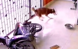 Chú chó 'hồn bay phách lạc' khi mèo đạp đổ xe máy vào người
