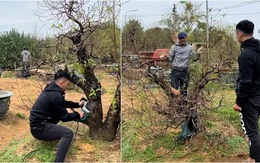 Bố mẹ nổi đóa vì con trai cắt phăng cành đào Tết đẹp nhất