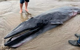 Cá ông khoảng 300kg trôi vào vùng biển Trà Vinh