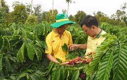 Nông nghiệp bền vững, giải pháp nào cho cây cà phê Tây Nguyên?
