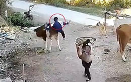 Cậu bé 'ngã dập mông' vì cưỡi bò
