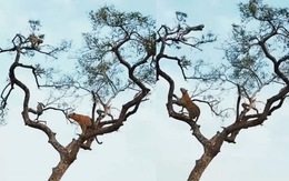 Báo bị biến thành trò hề khi leo cây bắt khỉ