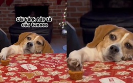 Cười sảng với chú chó rướn người lấy bánh trên bàn