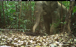 Phát hiện voi châu Á, mang lớn ở Vườn quốc gia Vũ Quang