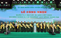 Cây kơ nia cổ thụ 1.230 tuổi trong rừng Mã Đà được công nhận Cây di sản Việt Nam