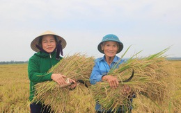 Lần đầu tiên gạo hữu cơ Quảng Trị xuất qua thị trường châu Âu