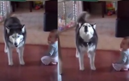 Em bé khóc bị husky lêu lêu