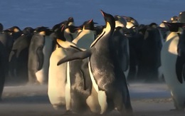 Cuộc chiến không khoan nhượng để giành bạn tình của chim cánh cụt