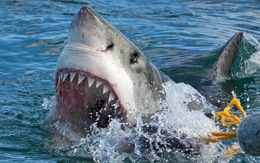 Sống sót kỳ diệu dưới lưỡi hái tử thần - Kỳ 2: Lênh đênh trên vùng biển cá mập hổ