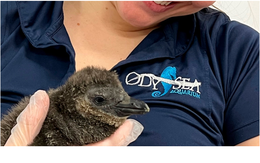 Mỹ: Ba chú chim cánh cụt quý hiếm chào đời tại thủy cung OdySea